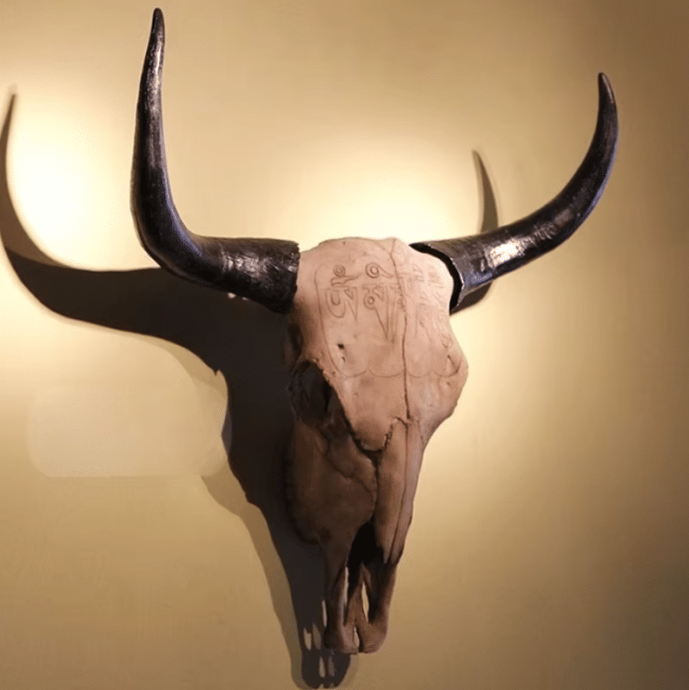 Crâne de buffle (2)