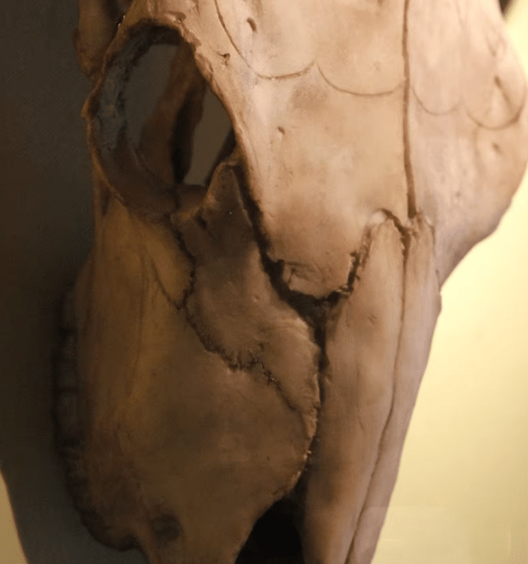 Crâne de buffle (6)