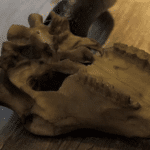 Crâne de buffle (7)