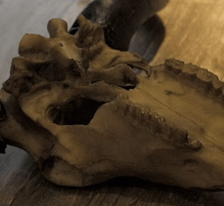 Crâne de buffle (7)