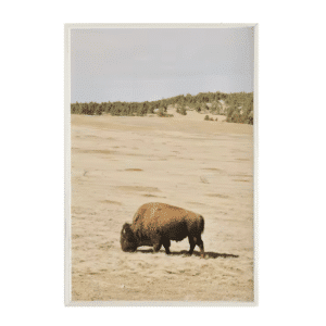 Toile Far Ouest bison sauvage faune minimaliste