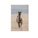 Toile cheval pie grand air américain esprit libre (2)