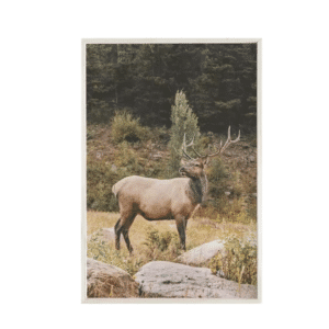 Toile décoration wapiti montagnes et sapin vert