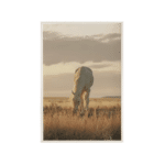 Toile liberté cheval blanc apaisant au coucher du soleil (2)
